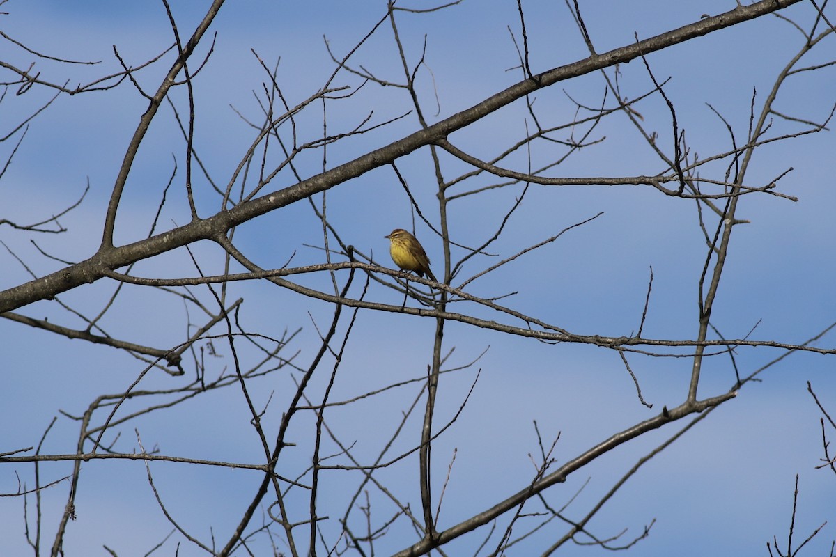 Palm Warbler (Yellow) - ML78923331