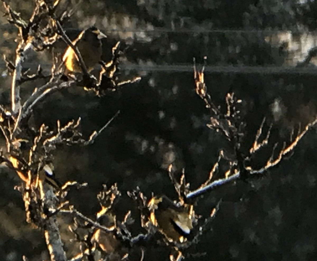 Evening Grosbeak - ML78923791