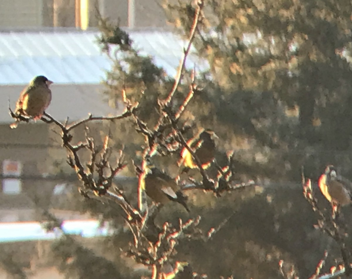 Evening Grosbeak - ML78923801