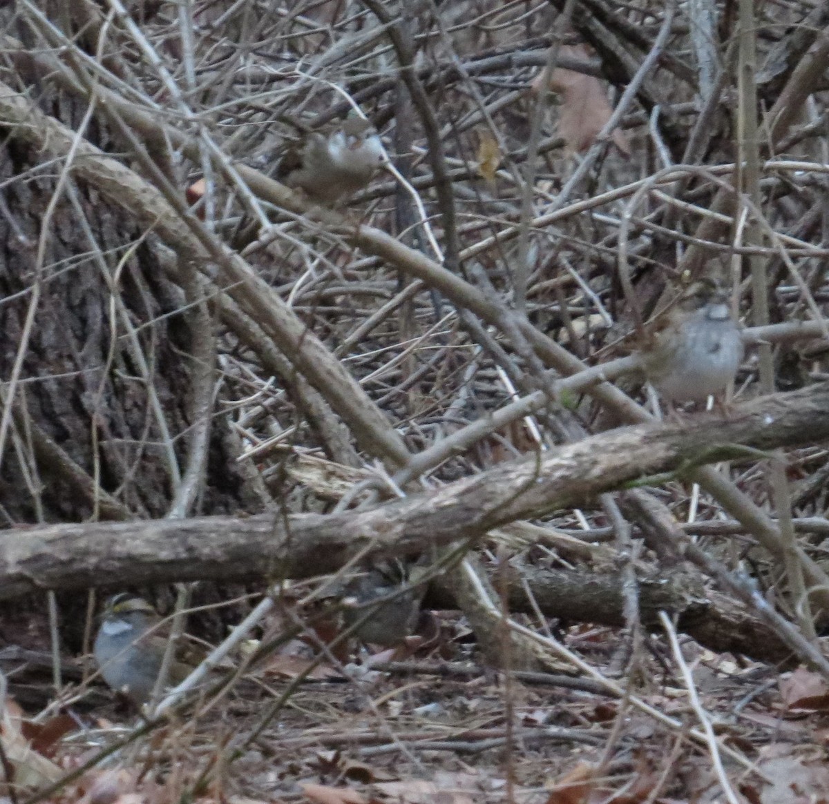 House Sparrow - ML78924641