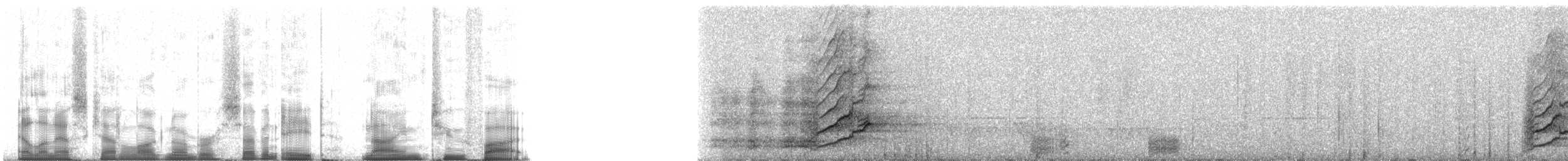 blåmaskehonningeter (cyanotis gr.) - ML78925
