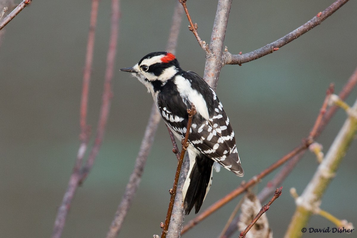 Downy Woodpecker - ML78925341