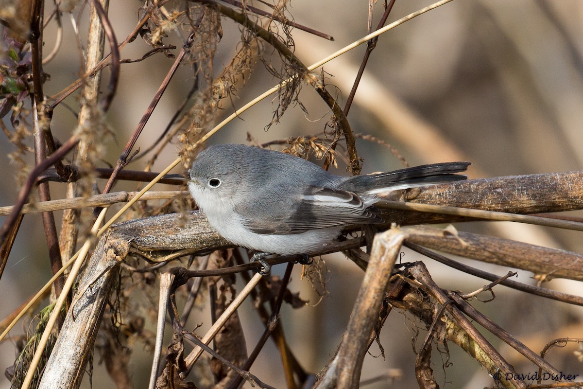 Blue-gray Gnatcatcher - ML78925441