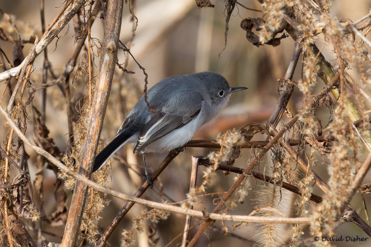 Blue-gray Gnatcatcher - ML78925451