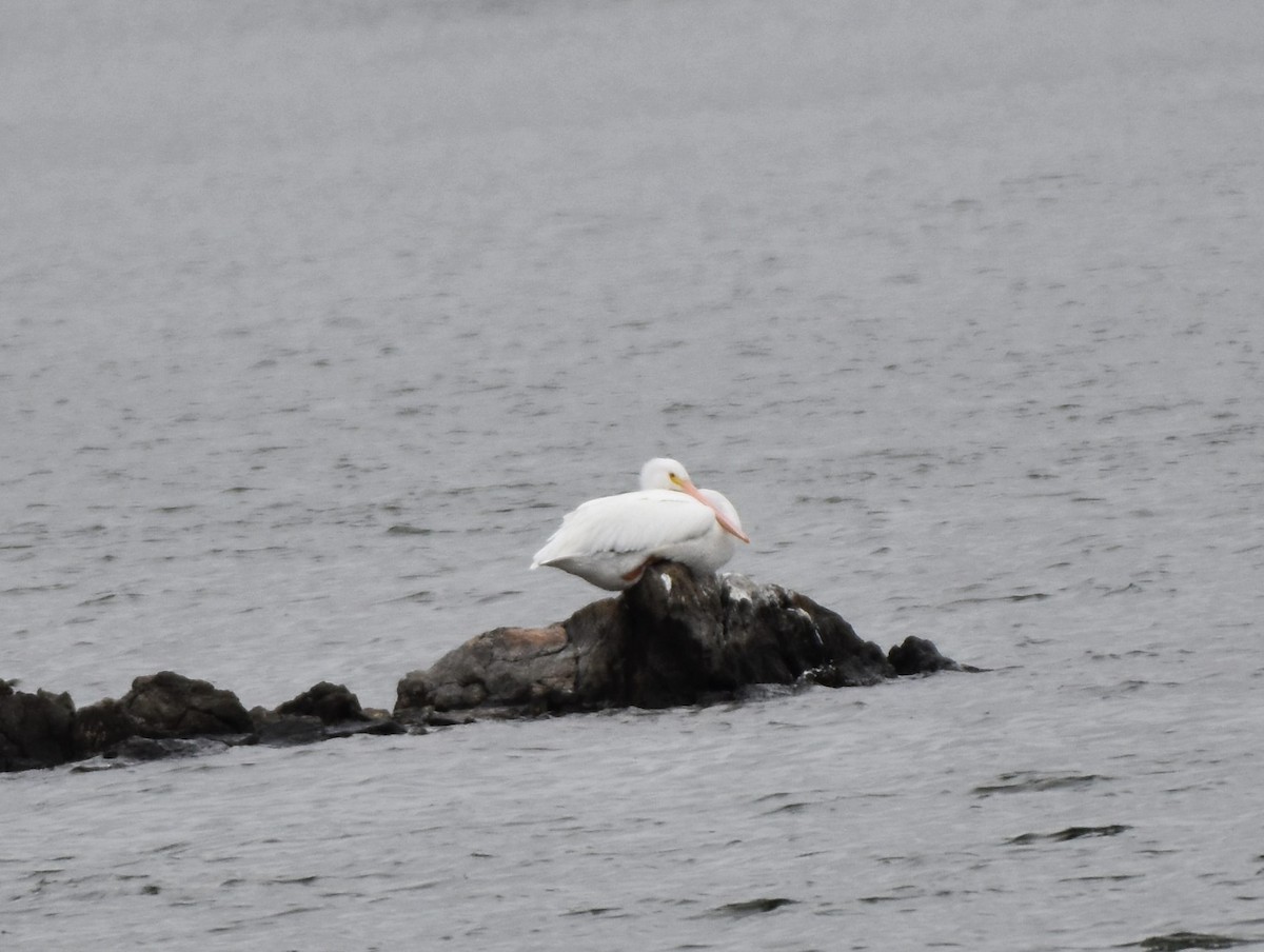 American White Pelican - ML78926081