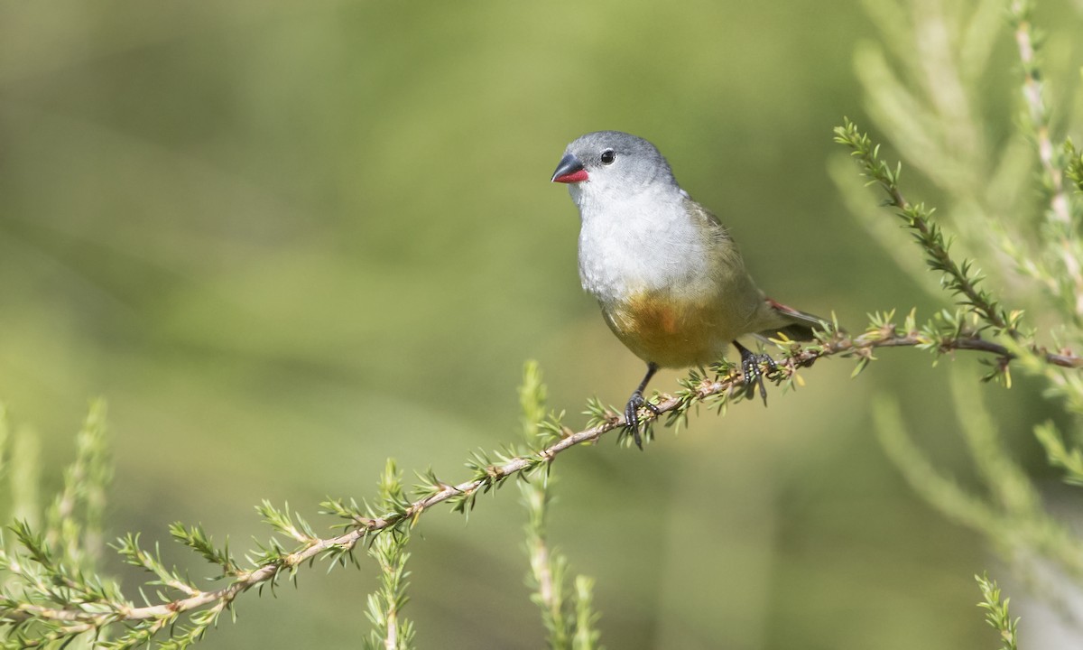 Yellow-bellied Waxbill - Zak Pohlen