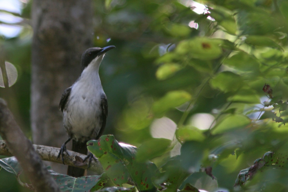 White-breasted Thrasher - Larry Therrien