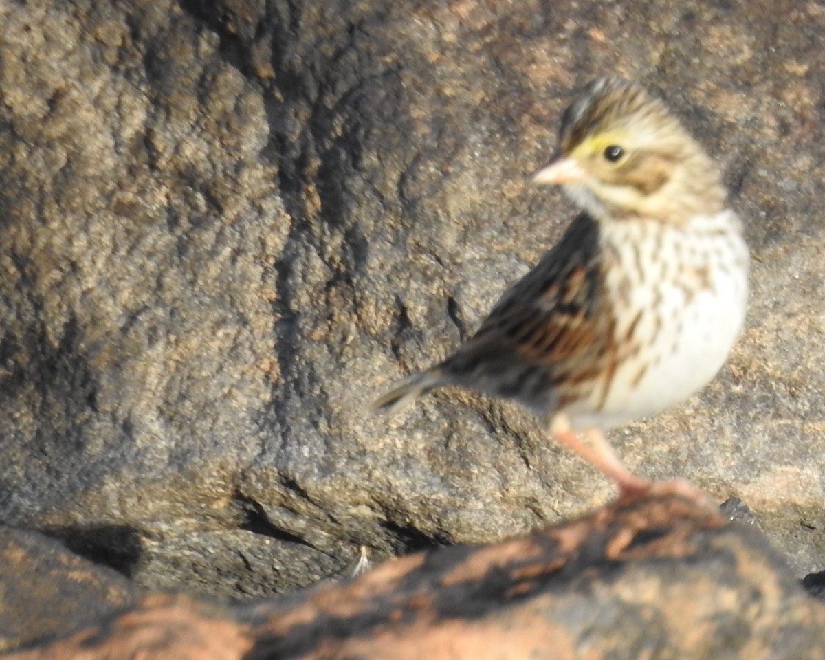 Savannah Sparrow - ML78928161