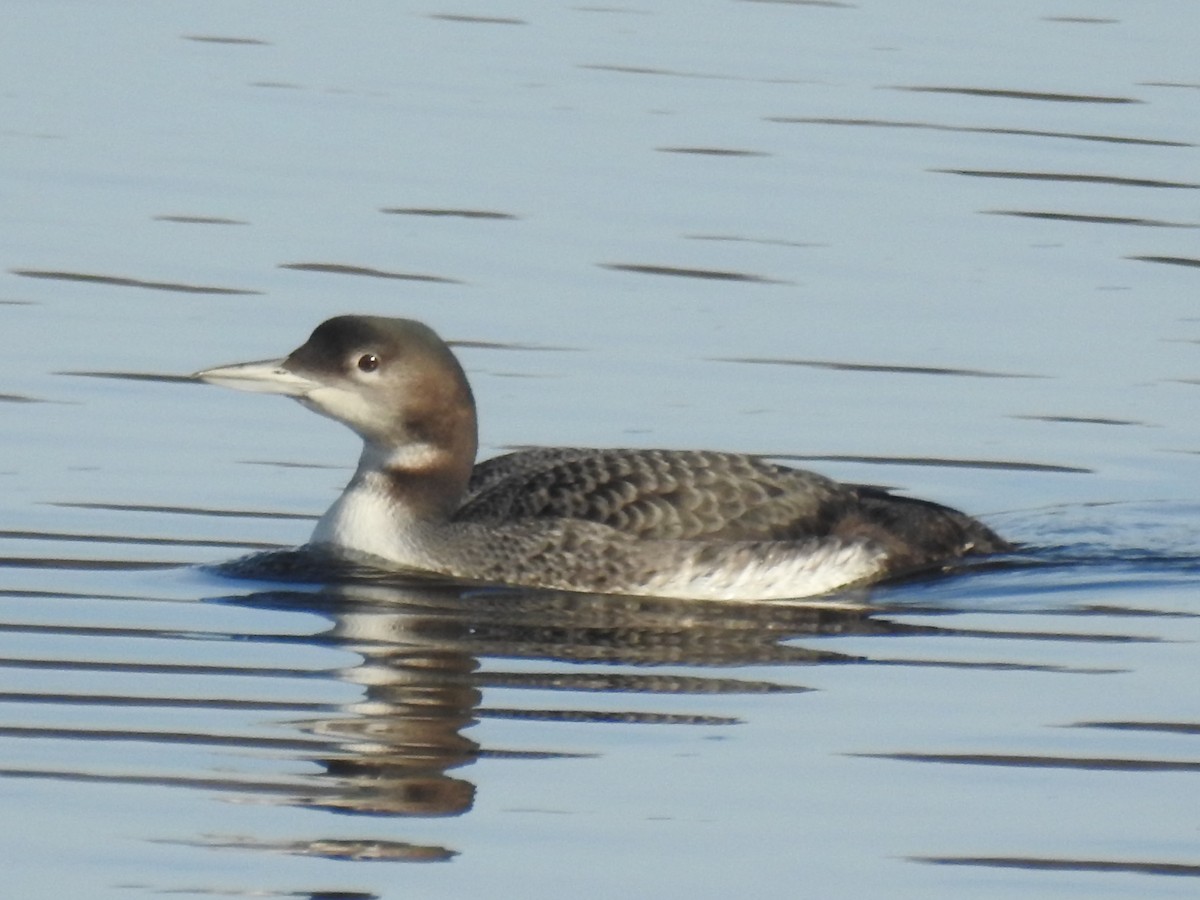 Plongeon huard - ML78928271