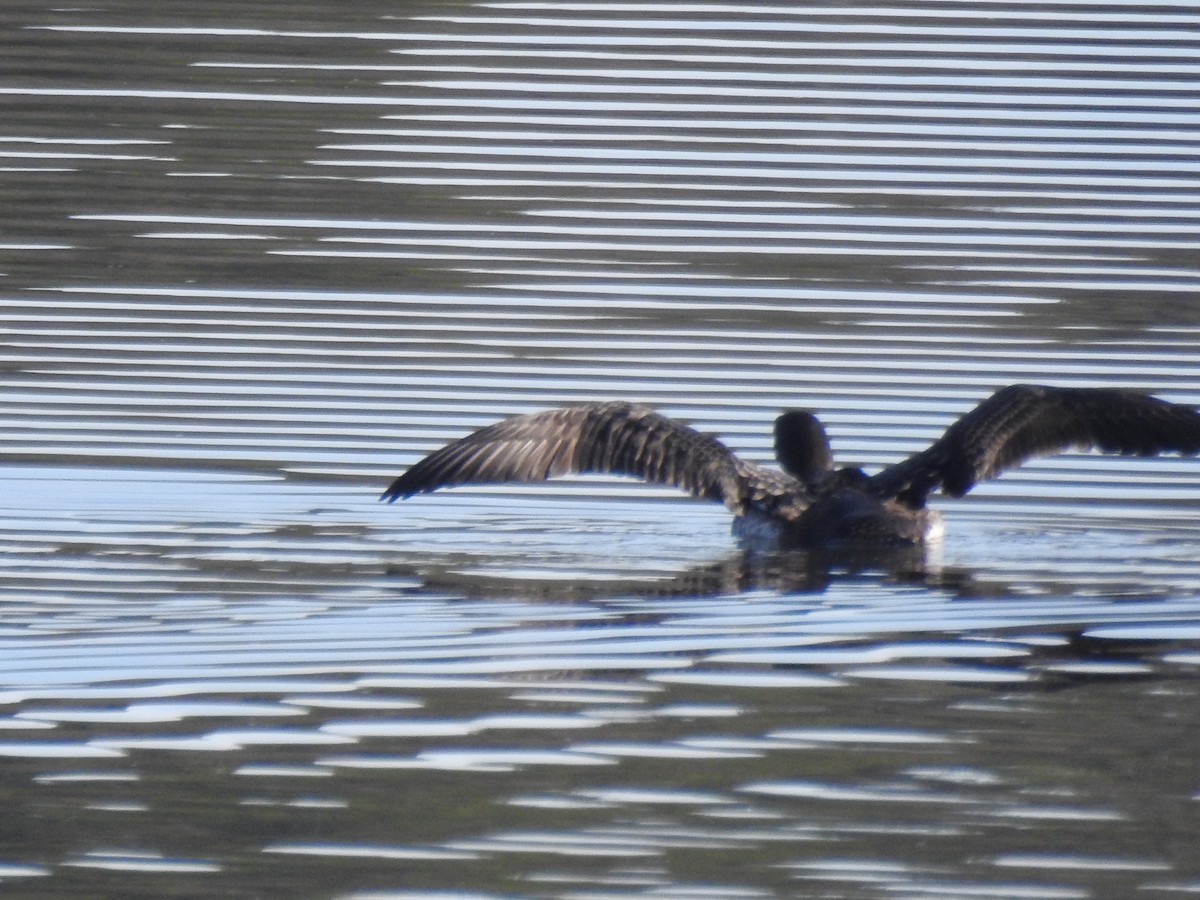 Plongeon huard - ML78928291