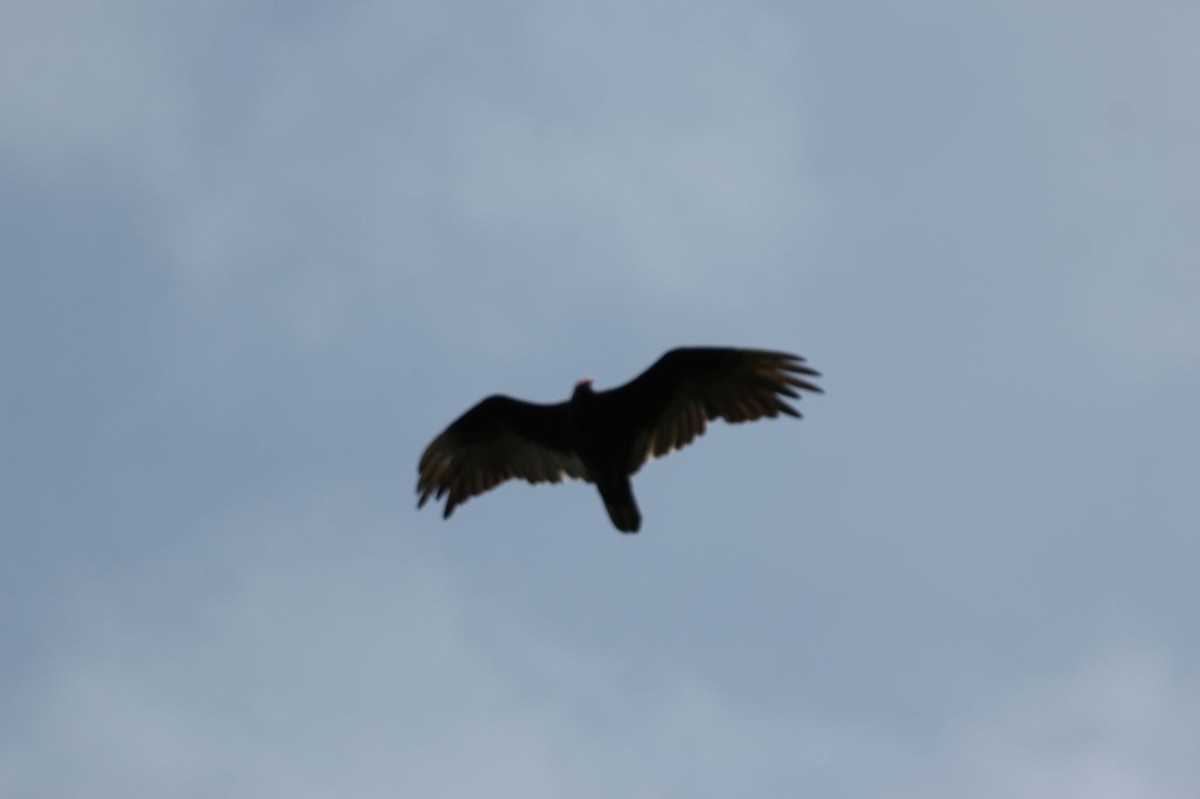 Turkey Vulture - 🦅 ꙅɒᴎoɔiʜƆ ʏɔɒɿT 🦃