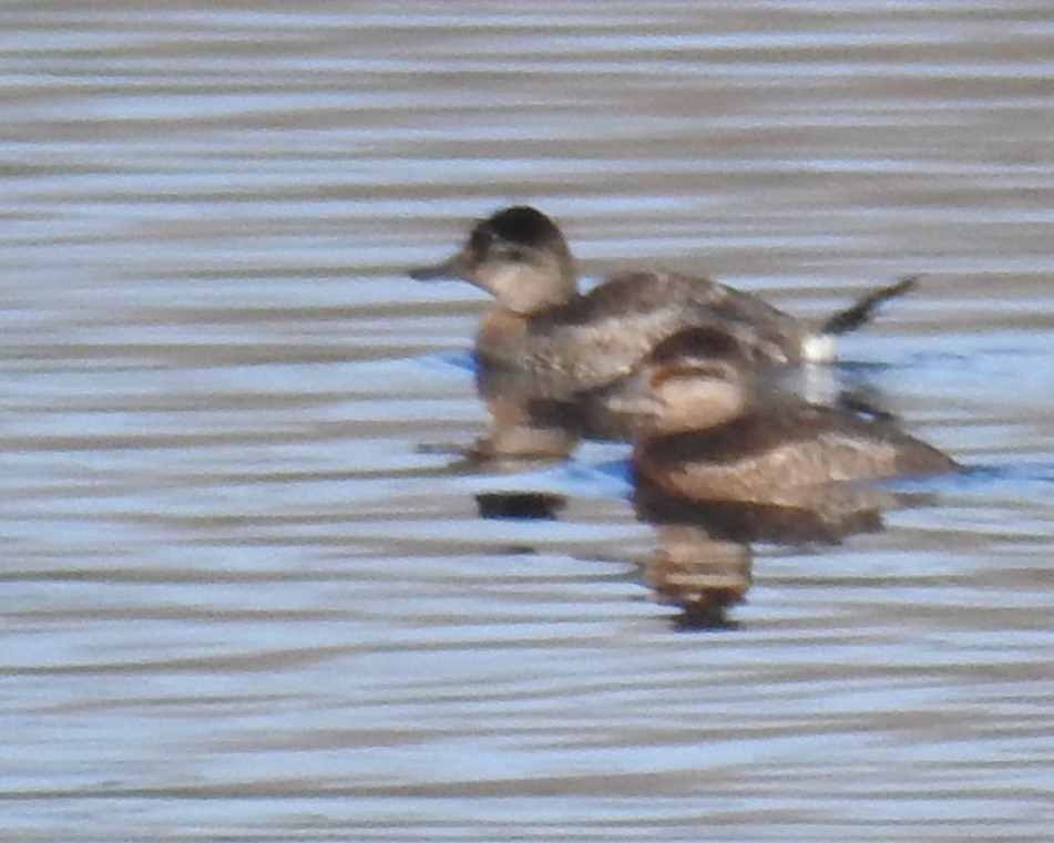 Ruddy Duck - ML78928371