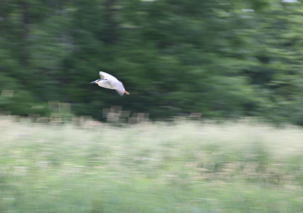 Black-crowned Night Heron - 🦅 ꙅɒᴎoɔiʜƆ ʏɔɒɿT 🦃