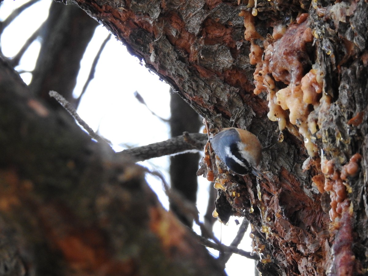 Red-breasted Nuthatch - ML78929001