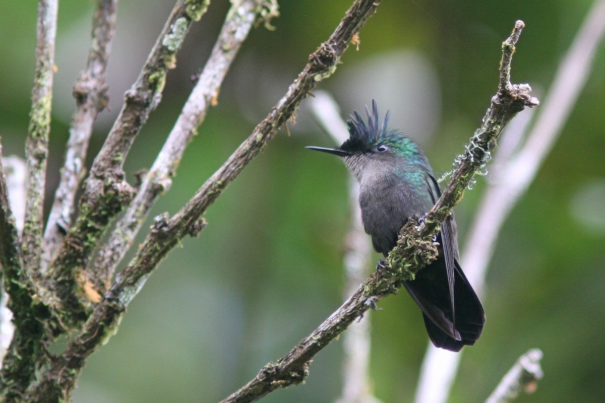 Antillean Crested Hummingbird - Larry Therrien