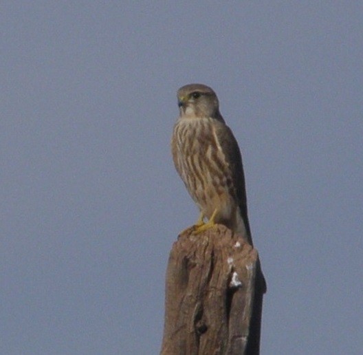 Merlin (Prairie) - Shawn Langston