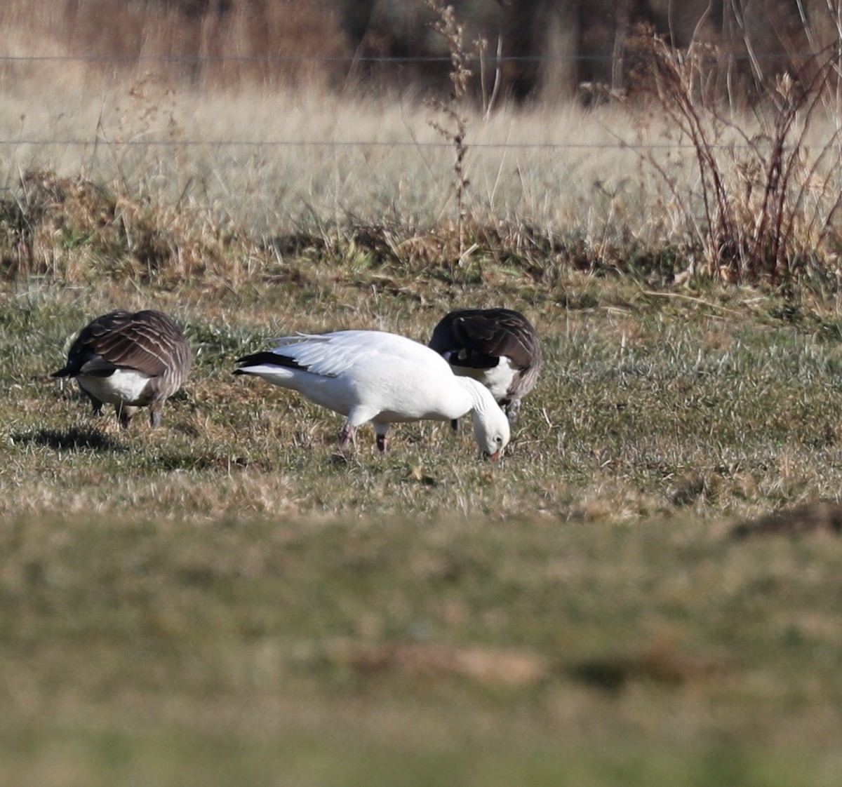 Snow Goose - ML78929871