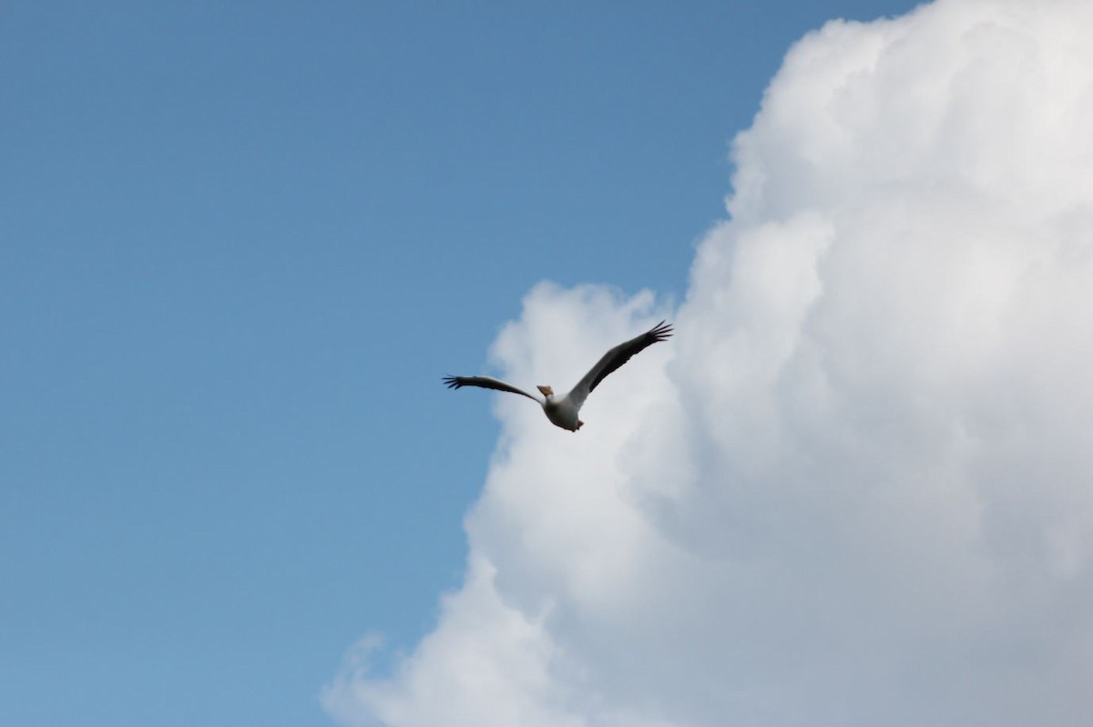 American White Pelican - ML78930381