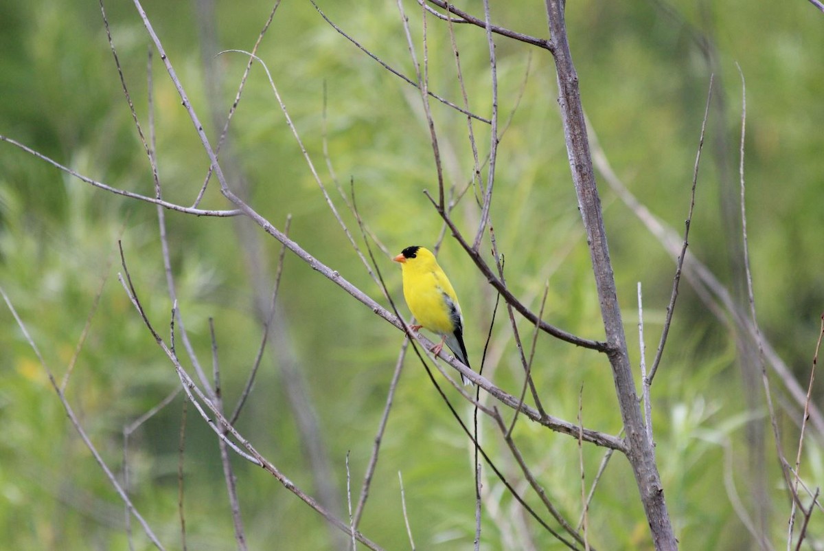 American Goldfinch - ML78930581