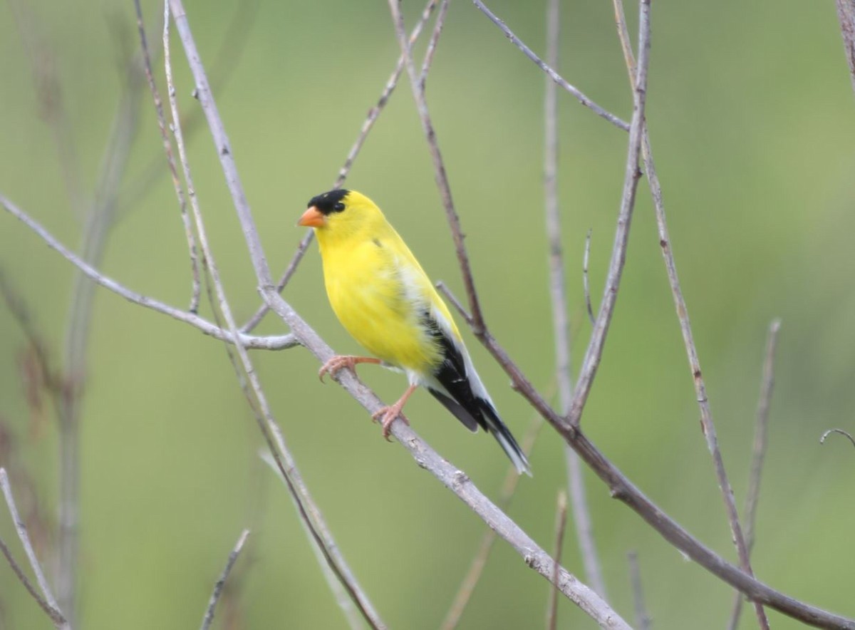 American Goldfinch - ML78930591