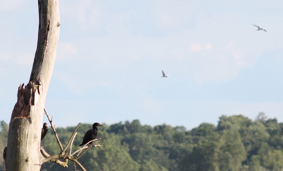 Cormoran à aigrettes - ML78931171