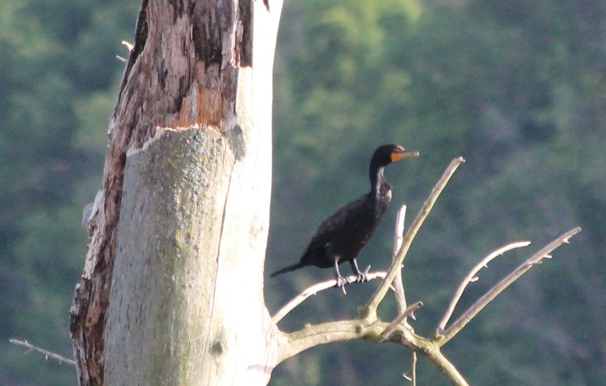 Cormoran à aigrettes - ML78931201