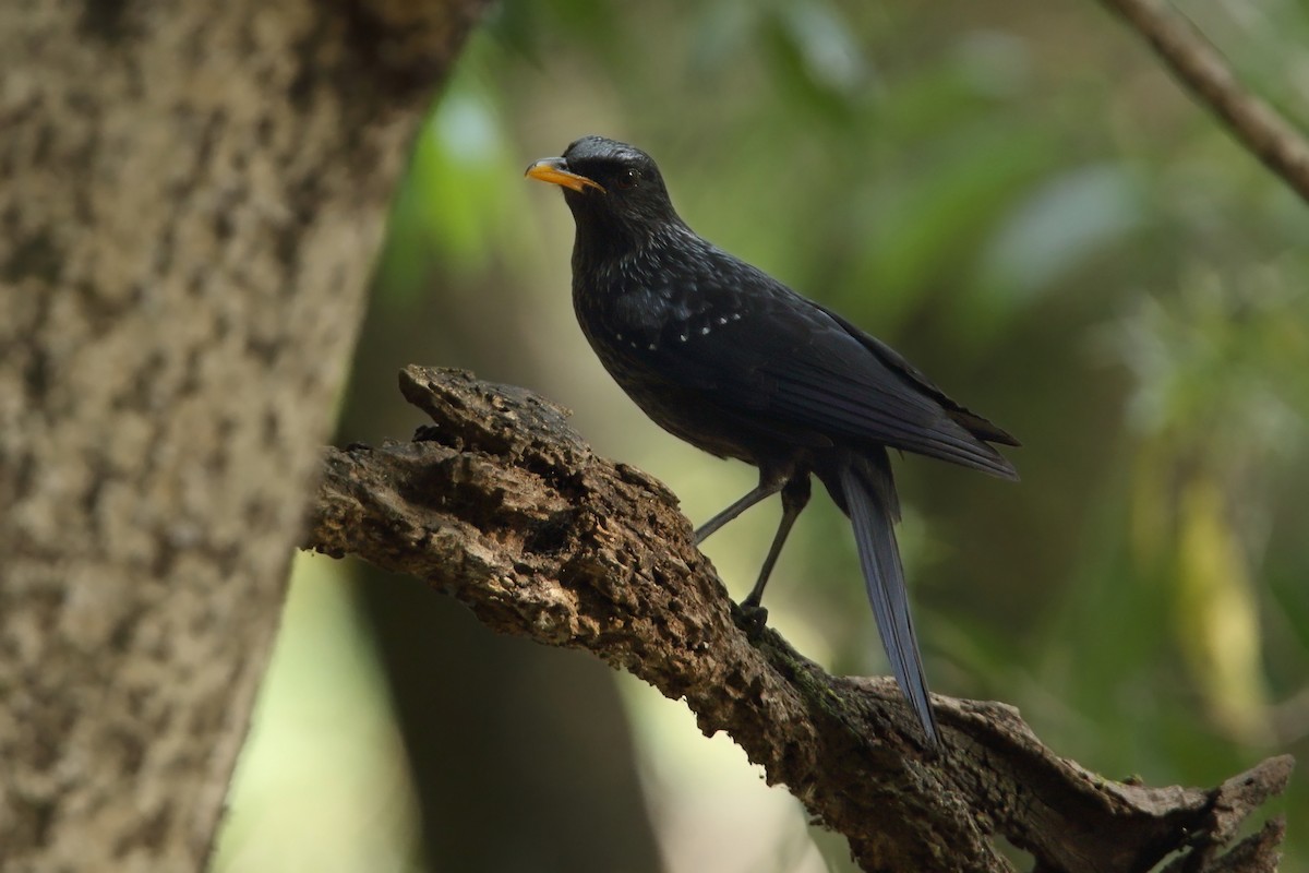 Blue Whistling-Thrush - ML78932801