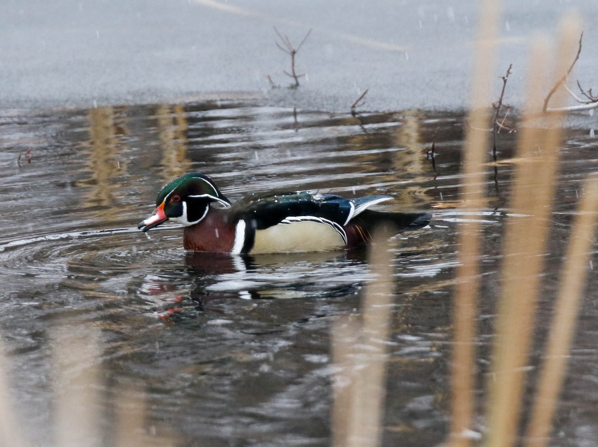 Wood Duck - ML78933721