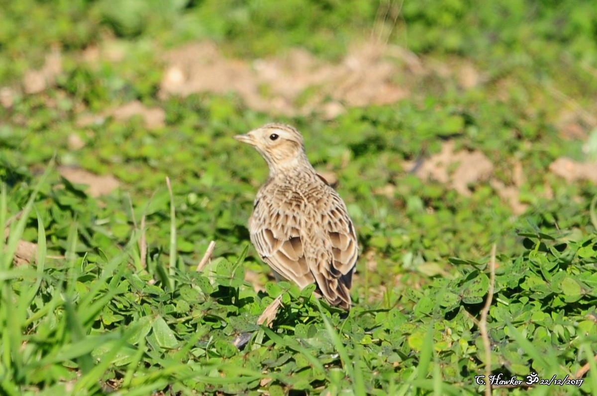 Eurasian Skylark - Carl  Hawker