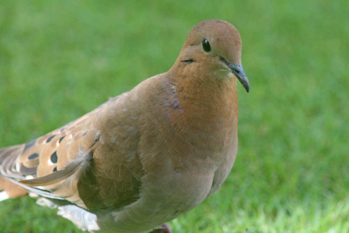 Zenaida Dove - ML78934421