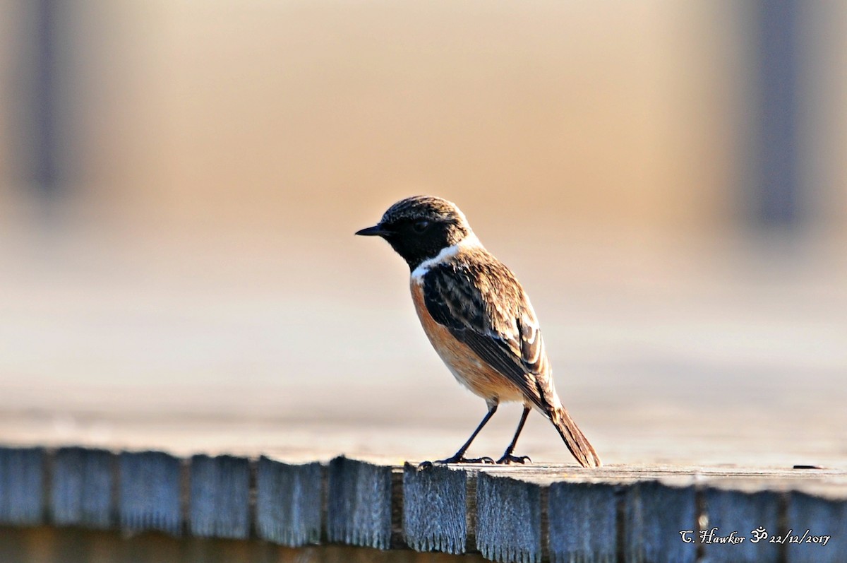 European Stonechat - Carl  Hawker