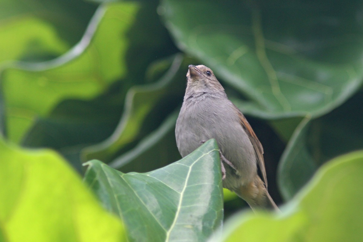 Barbados Bullfinch - ML78935571