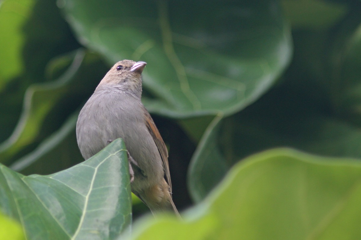 Barbados Bullfinch - ML78935611