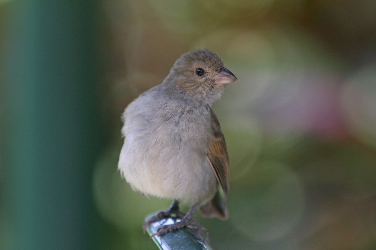 Barbados Bullfinch - ML78935761