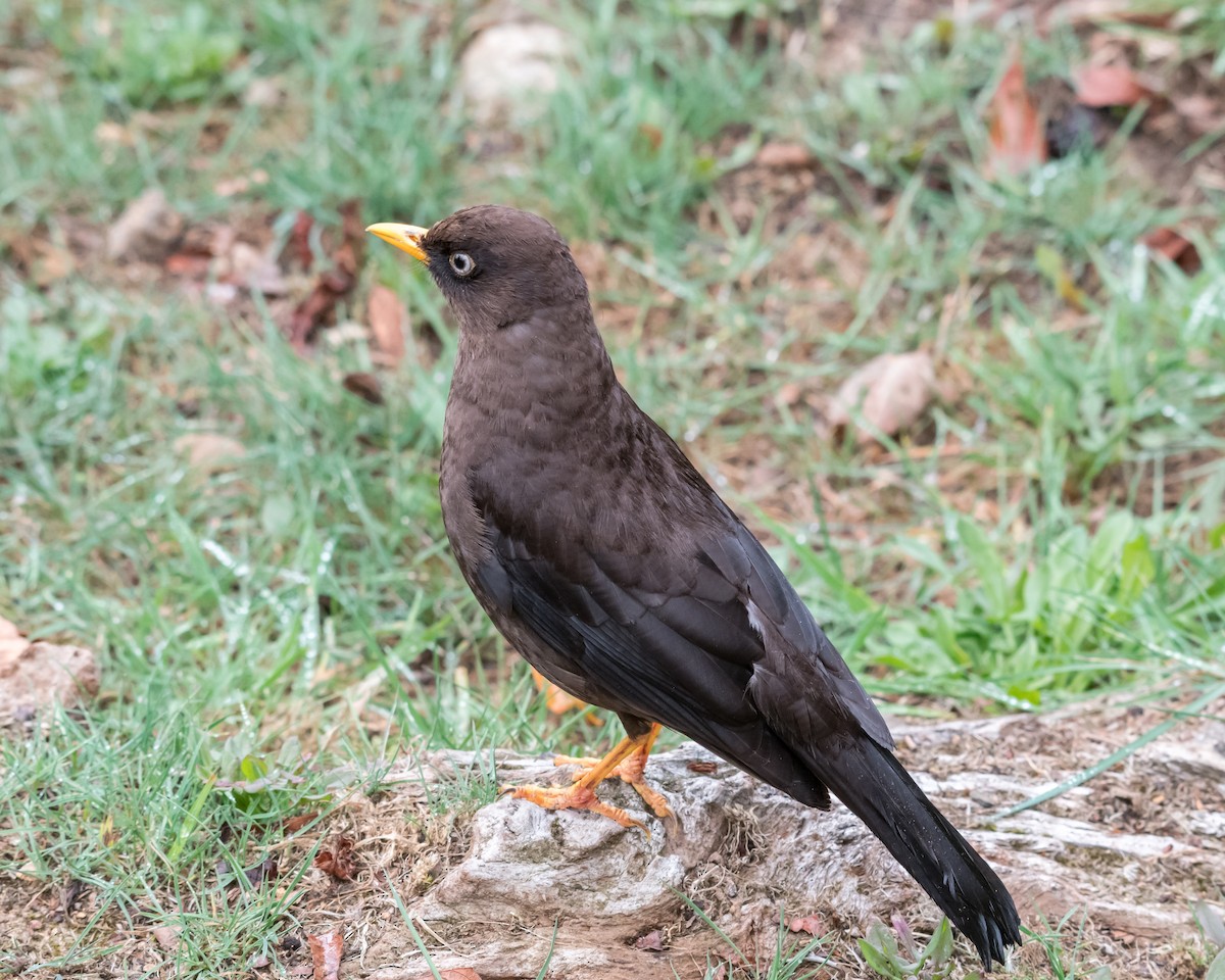 Sooty Thrush - ML78936121