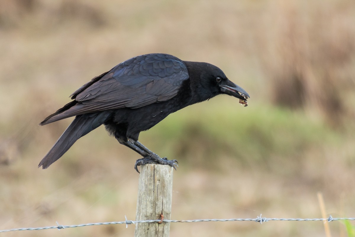 American Crow - ML78936281