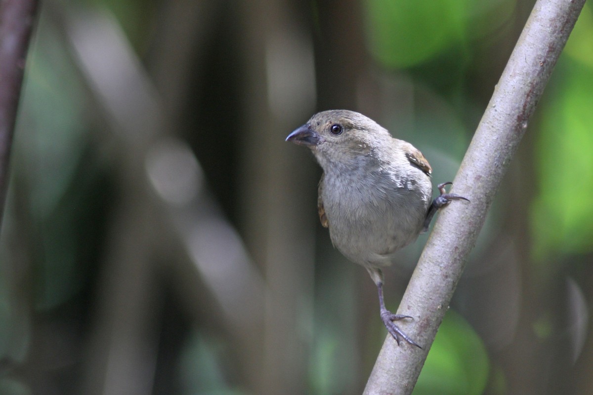 Barbados Bullfinch - ML78936581