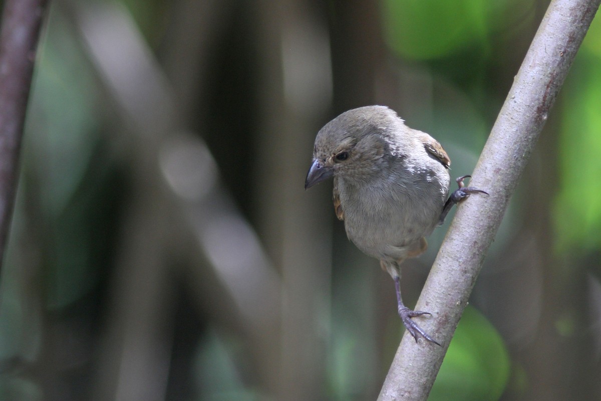 Barbados Bullfinch - ML78936601