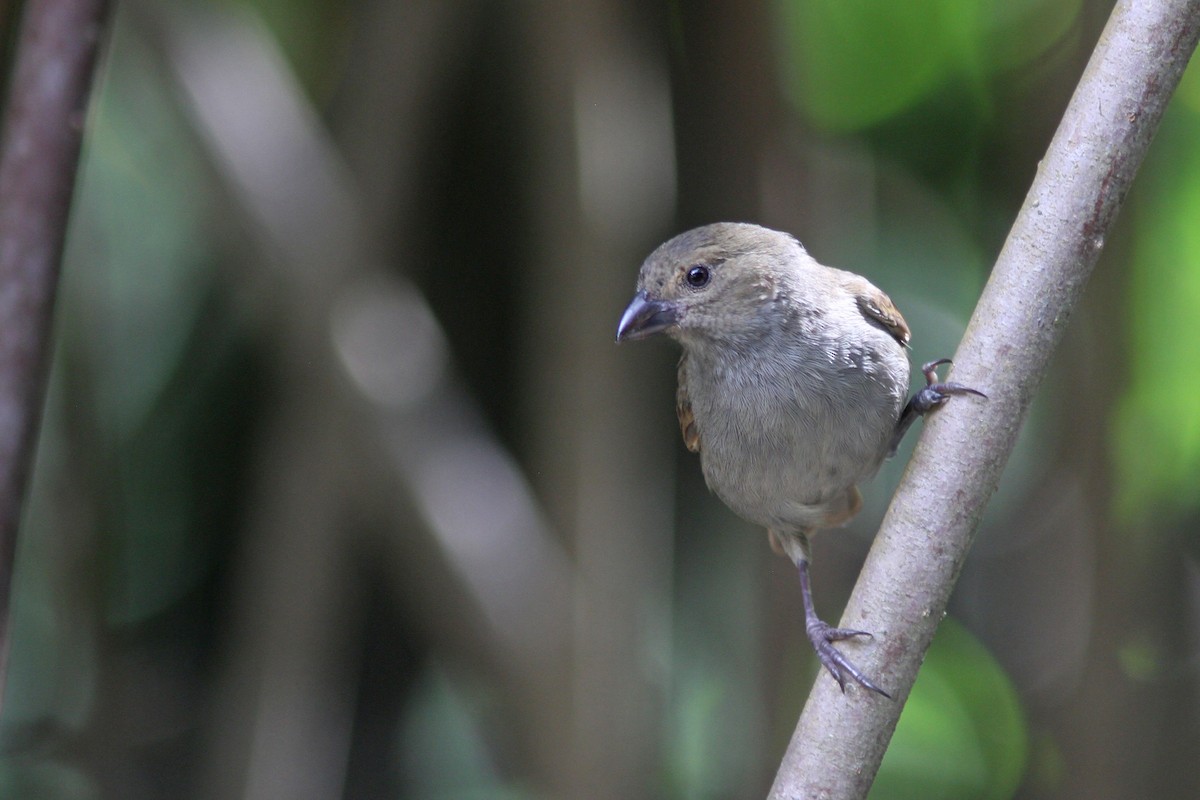 Barbados Bullfinch - ML78936621