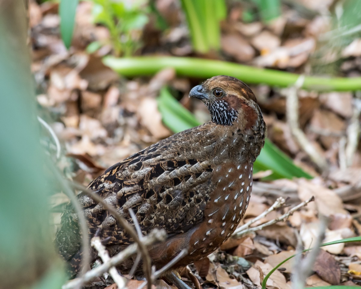 Spotted Wood-Quail - ML78936661