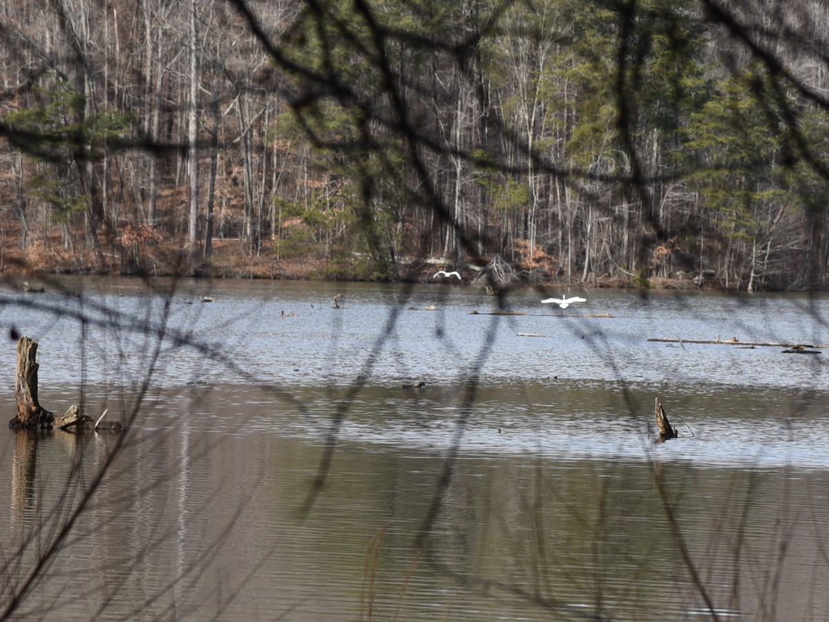 Great Egret - Matt Wangerin