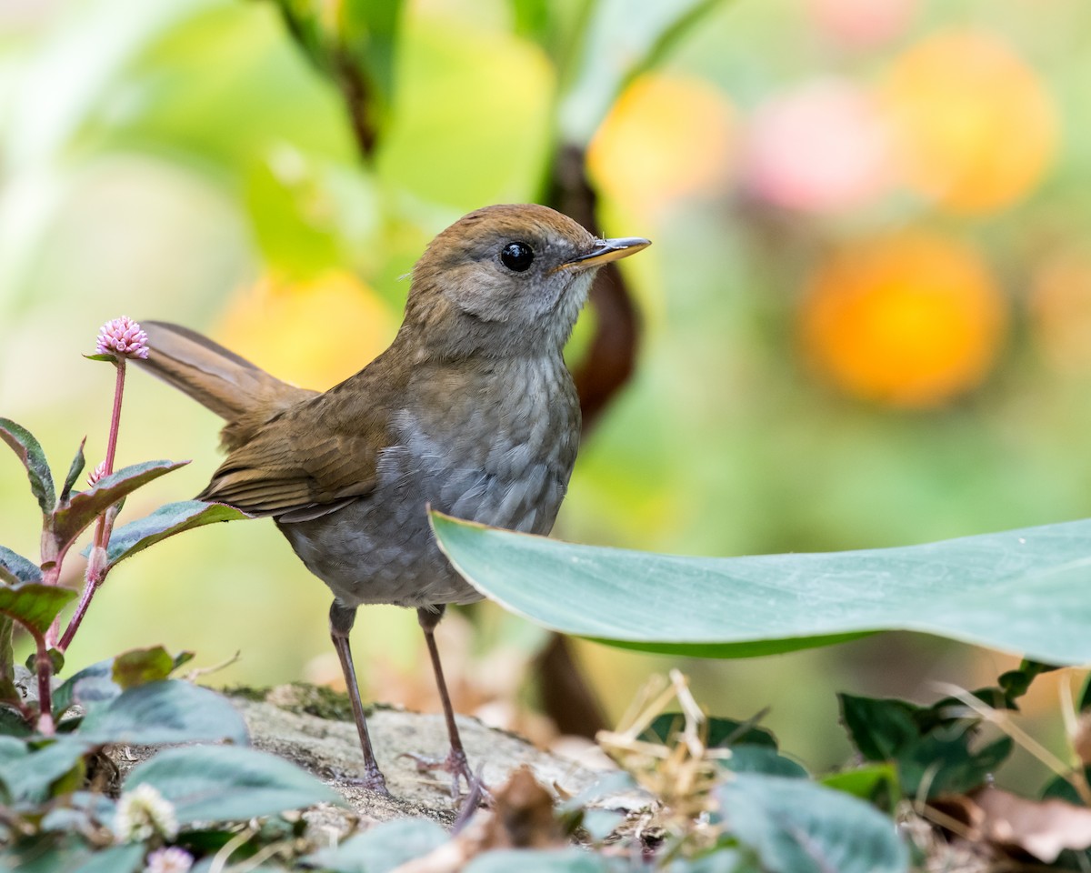 Ruddy-capped Nightingale-Thrush - ML78936751