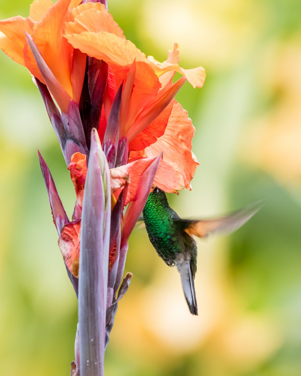 Stripe-tailed Hummingbird - ML78936771