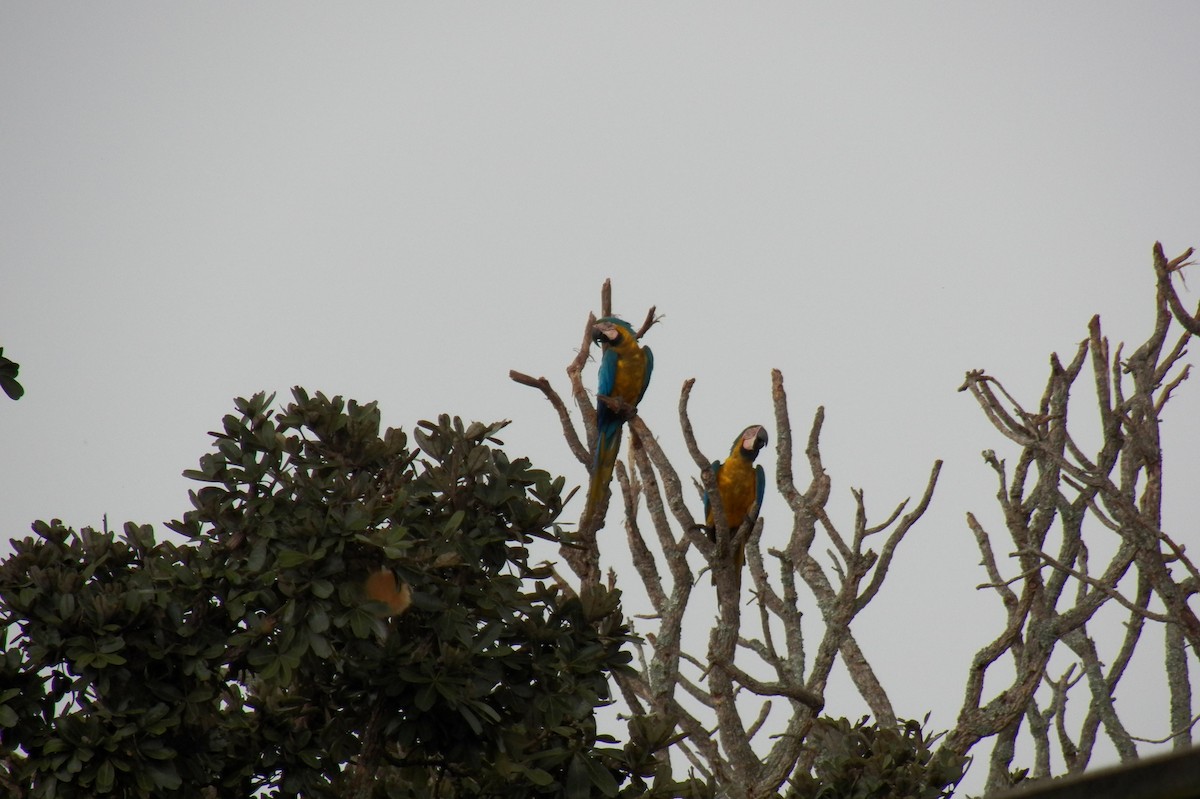 Blue-and-yellow Macaw - Cesar Brisighelli