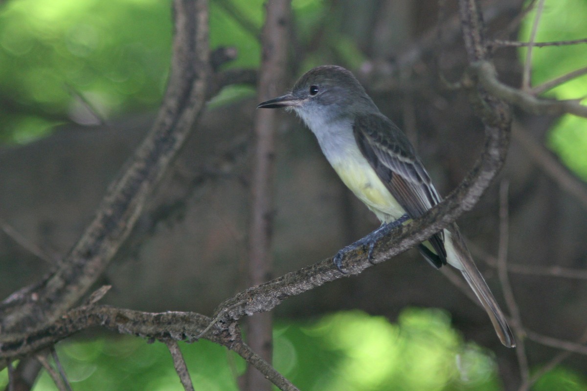 Grenada Flycatcher - ML78938001