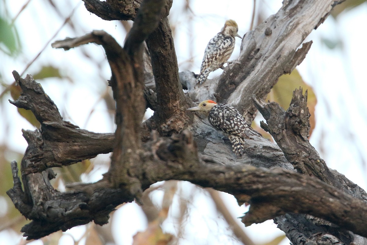 Yellow-crowned Woodpecker - ML78939211