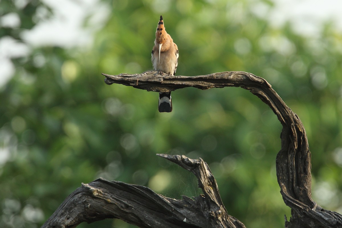 Eurasian Hoopoe - Martjan Lammertink