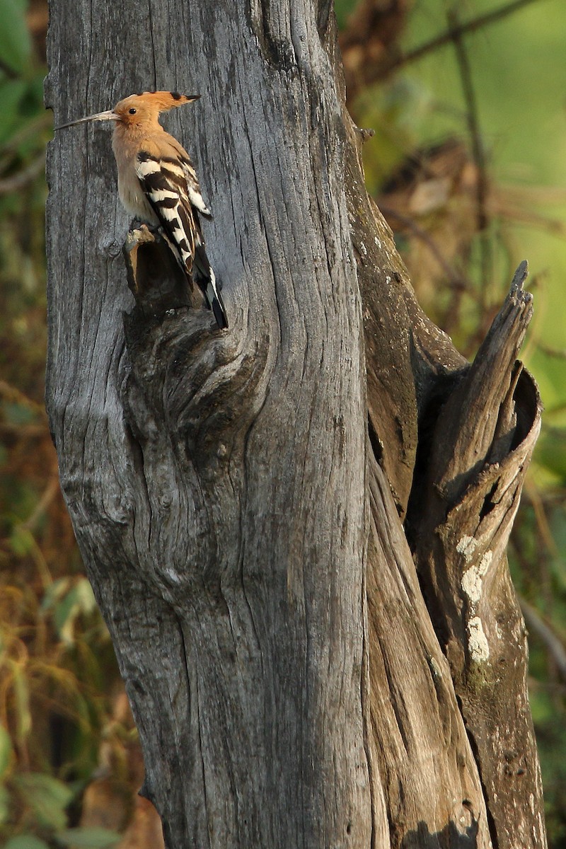 Eurasian Hoopoe - ML78939281