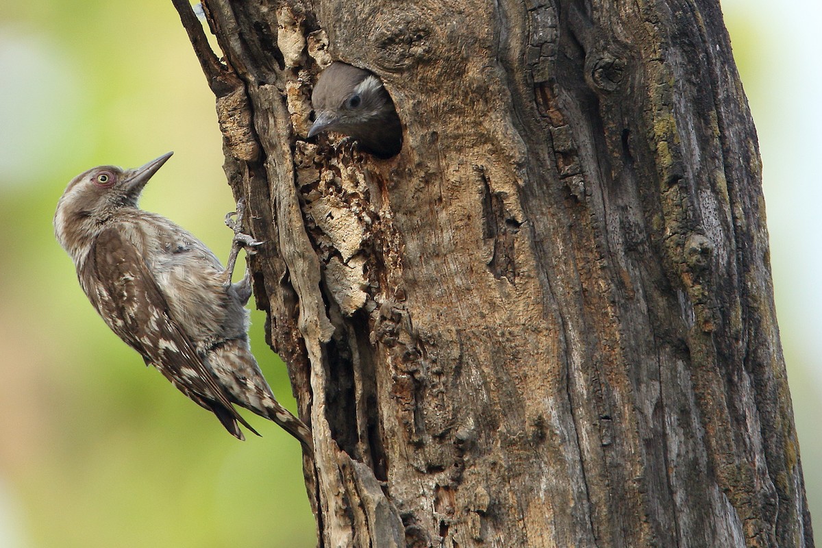 Brown-capped Pygmy Woodpecker - ML78939441