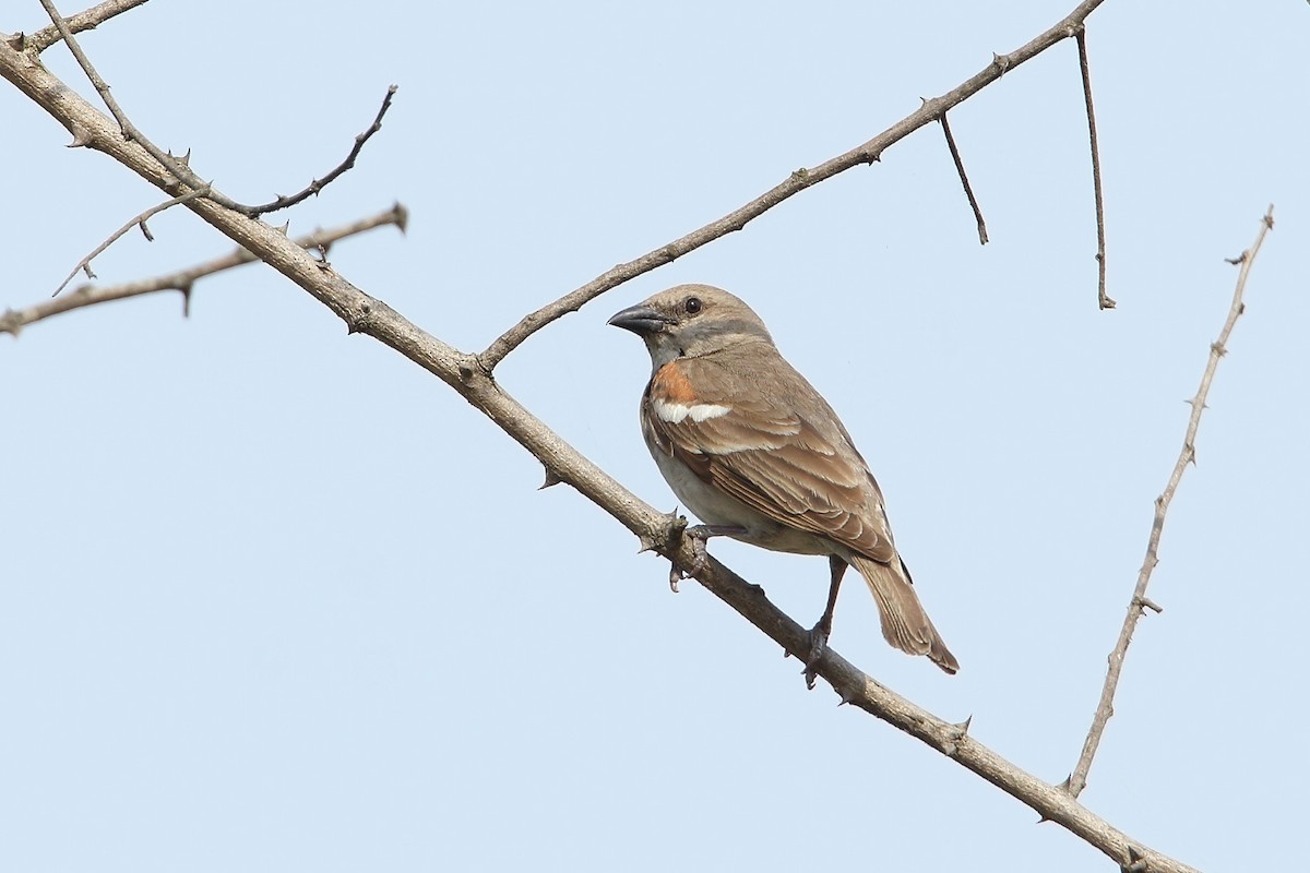 Yellow-throated Sparrow - Martjan Lammertink